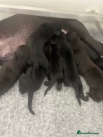 Mixed Breed dogs - Advert 2