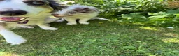 Border Collie dogs for sale: Litter of three striking Border Collie puppies  in Witney - Advert 32
