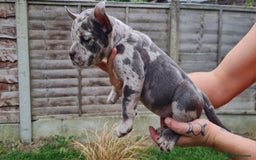 American Bully dogs for sale: David  - Image 12