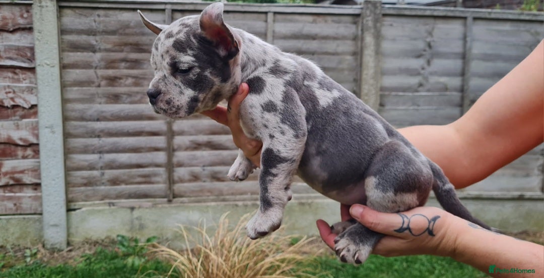 American Bully dogs for sale: David  - Image 12