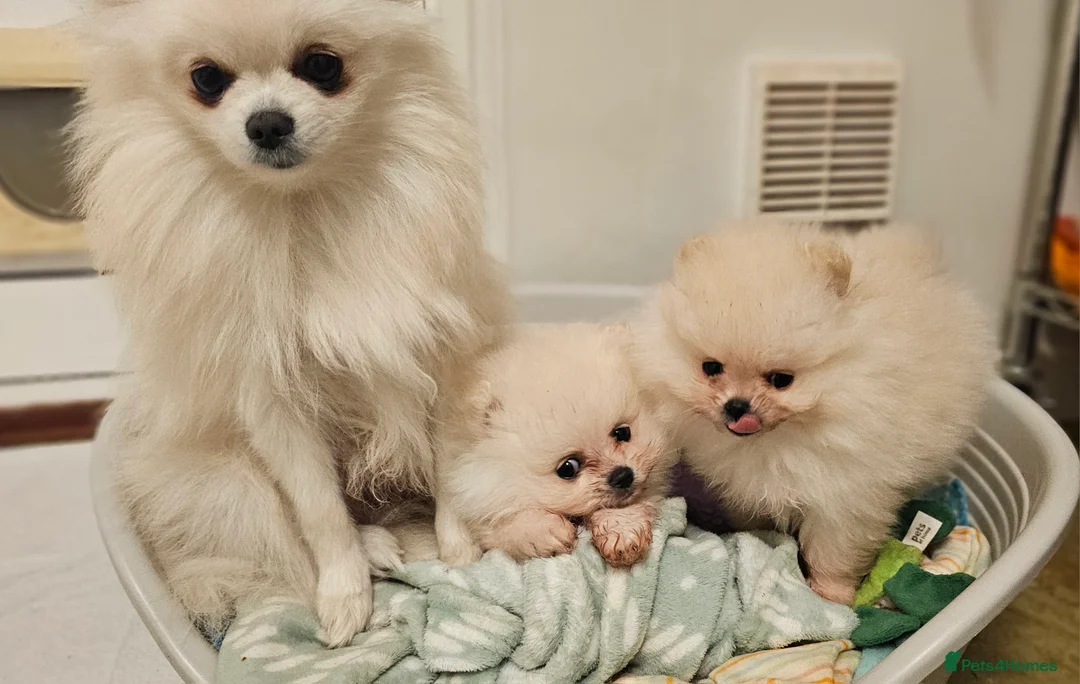 Pomeranian dogs for sale: Pomeranian Male for Sale - Advert 5