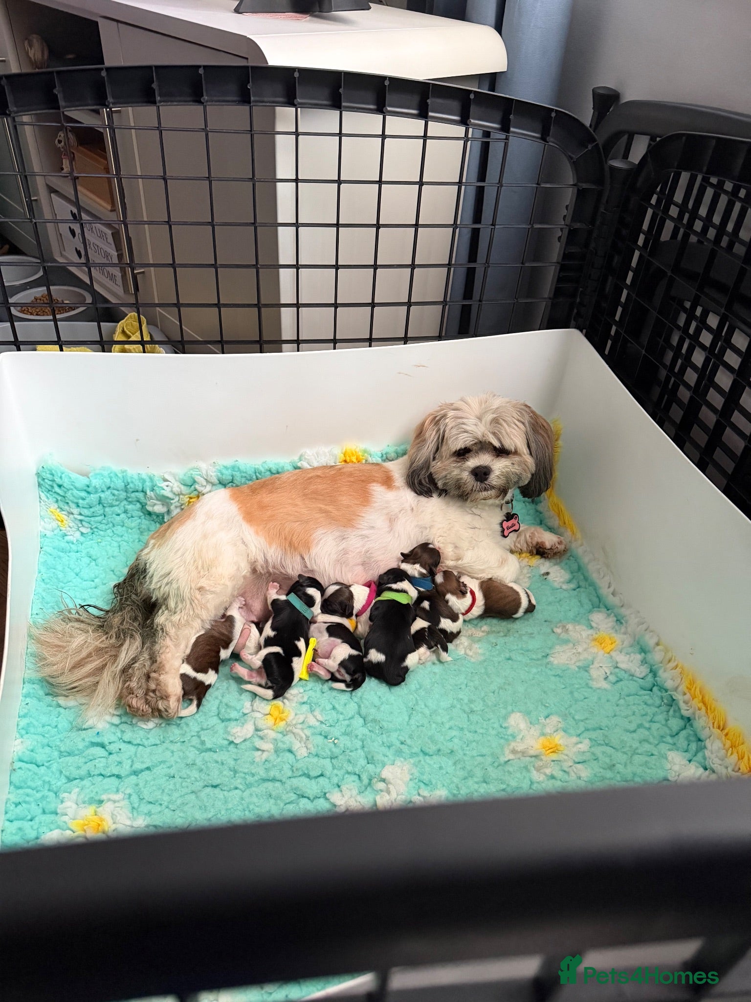 Lhasa Apso dogs Stunning litter of Lhasa apso puppies  - Advert 4