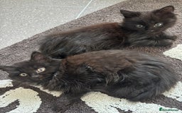 Mixed Breed cats for sale: 2 fluffy girls for sale - Image 5