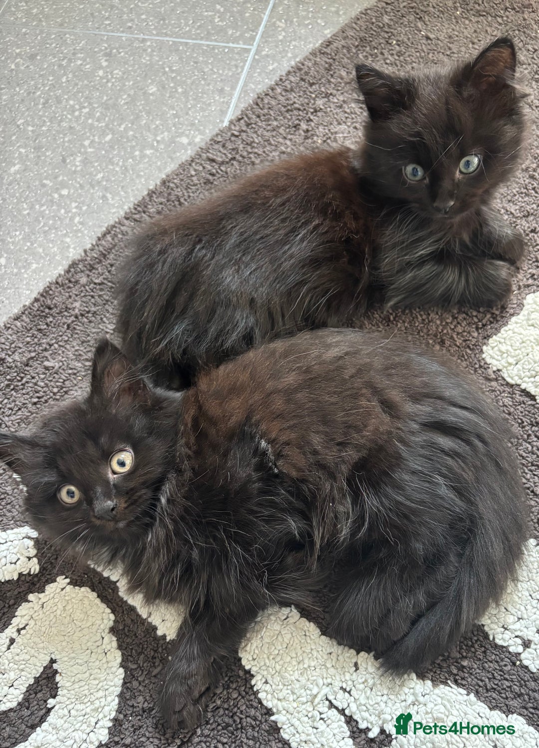 Mixed Breed cats for sale: 2 fluffy girls for sale - Image 5