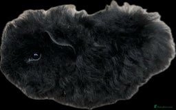 Guinea Pig rodents for sale: Longhaired (alpaca) baby guinea pigs  - Image 7