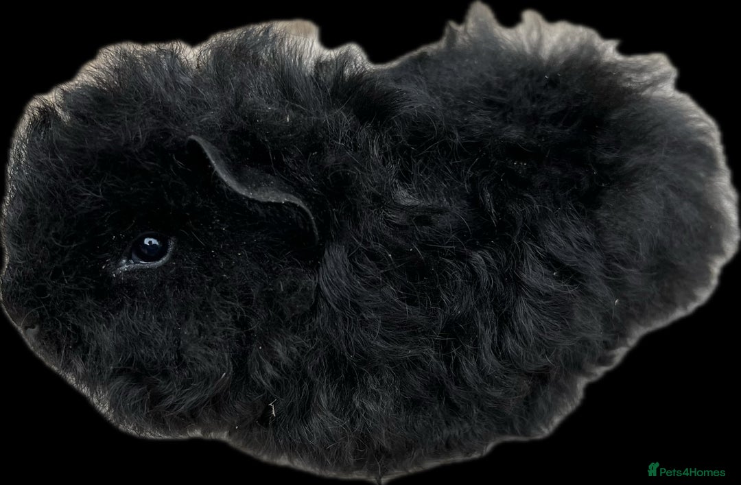 Guinea Pig rodents for sale: Longhaired (alpaca) baby guinea pigs  - Image 7