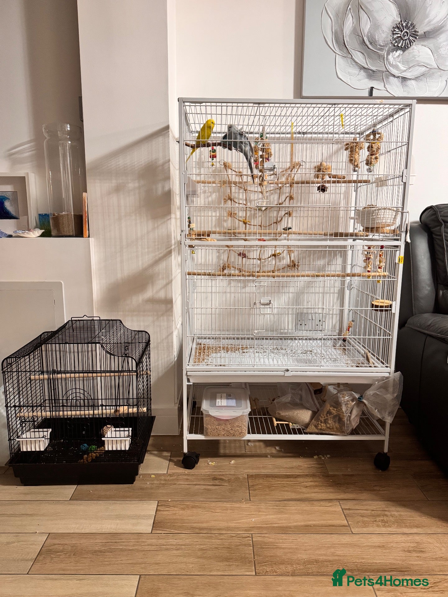 Budgerigars birds  Friendly Budgies – Bluey, Cip Nibble Large Cage  - Advert 1