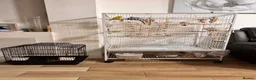 Budgerigars birds for sale:  Friendly Budgies – Bluey, Cip Nibble Large Cage  - Advert 1