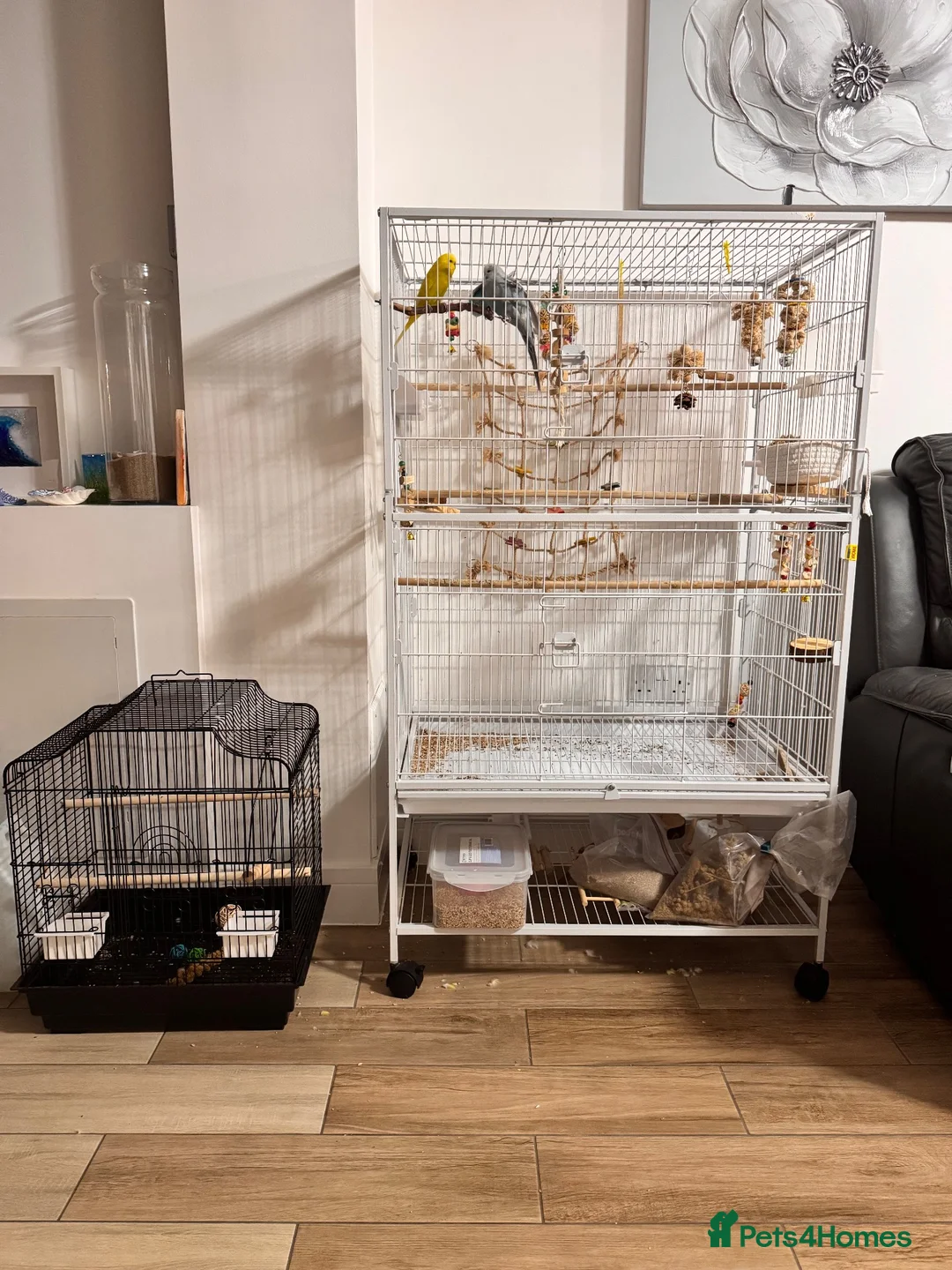 Budgerigars birds for sale:  Friendly Budgies – Bluey, Cip Nibble Large Cage  - Advert 1