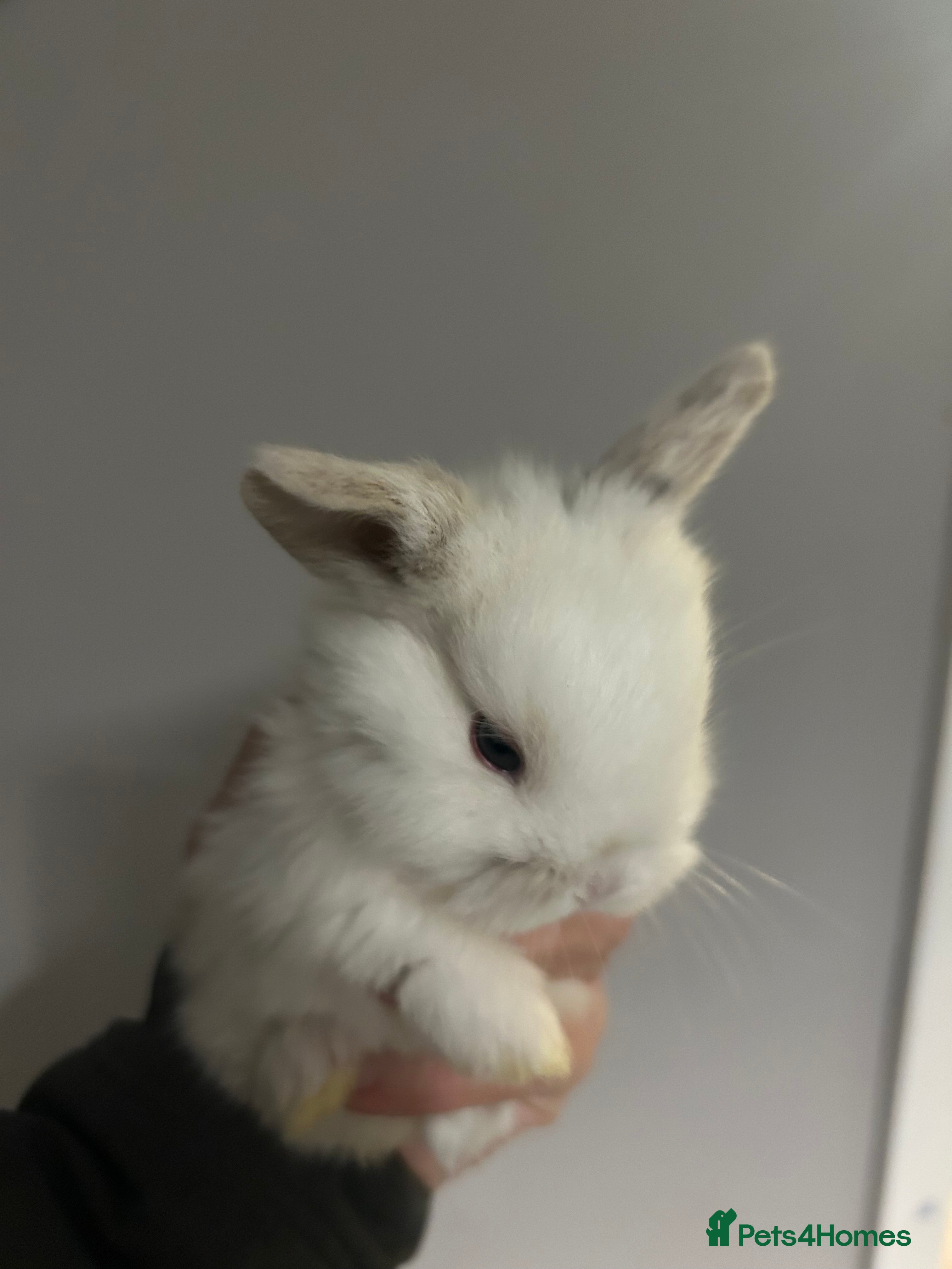 Mini Lop rabbits Beautiful baby mini lop bunnies ready March  - Advert 16