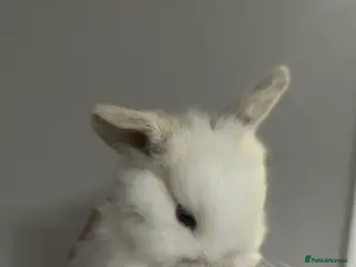 Mini Lop rabbits Beautiful baby mini lop bunnies ready March - Advert 16