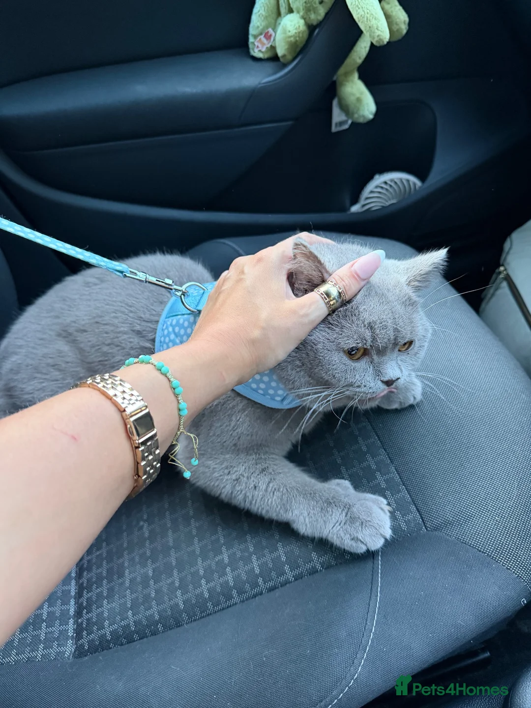 British Shorthair cats for sale: Beautiful British Shorthair for sale in Nottingham - Advert 7