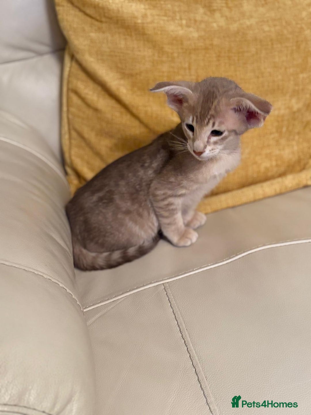 Oriental cats for sale: GCCF Oriental Kittens  - Advert 4