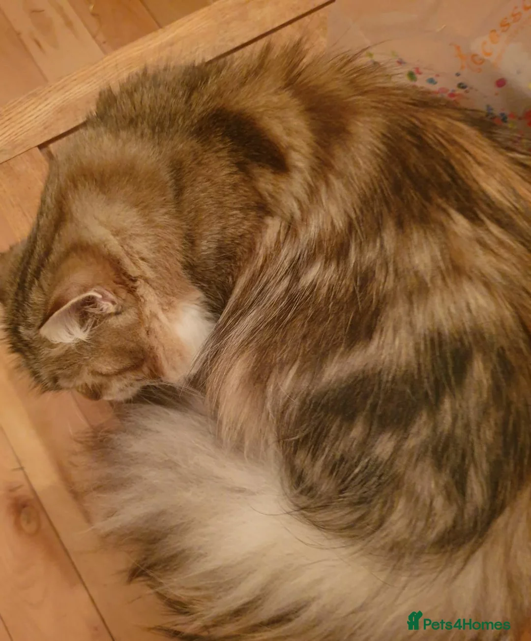 Siberian cats for stud: Purebred Siberian Cat Stud VIP service in Wembley - Advert 9