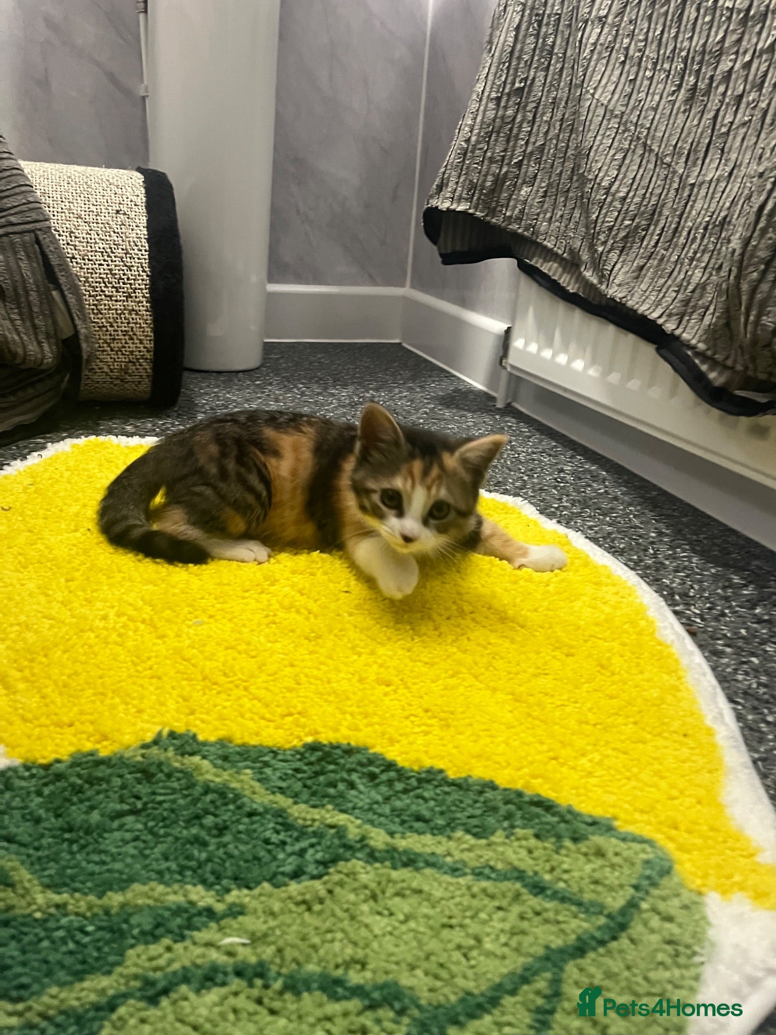 Mixed Breed cats 4 month female kitten for rehoming  - Advert 2