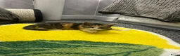 Mixed Breed cats for sale: 4 month female kitten for rehoming  - Advert 2