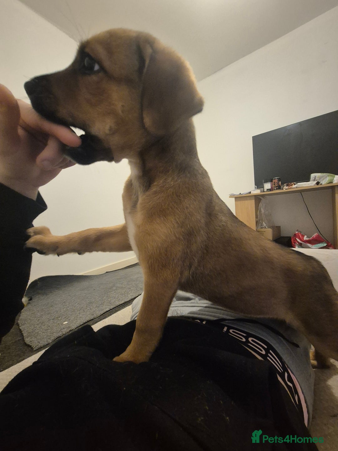 Mixed Breed dogs for sale: Staffy X Rottweiler  - Advert 7