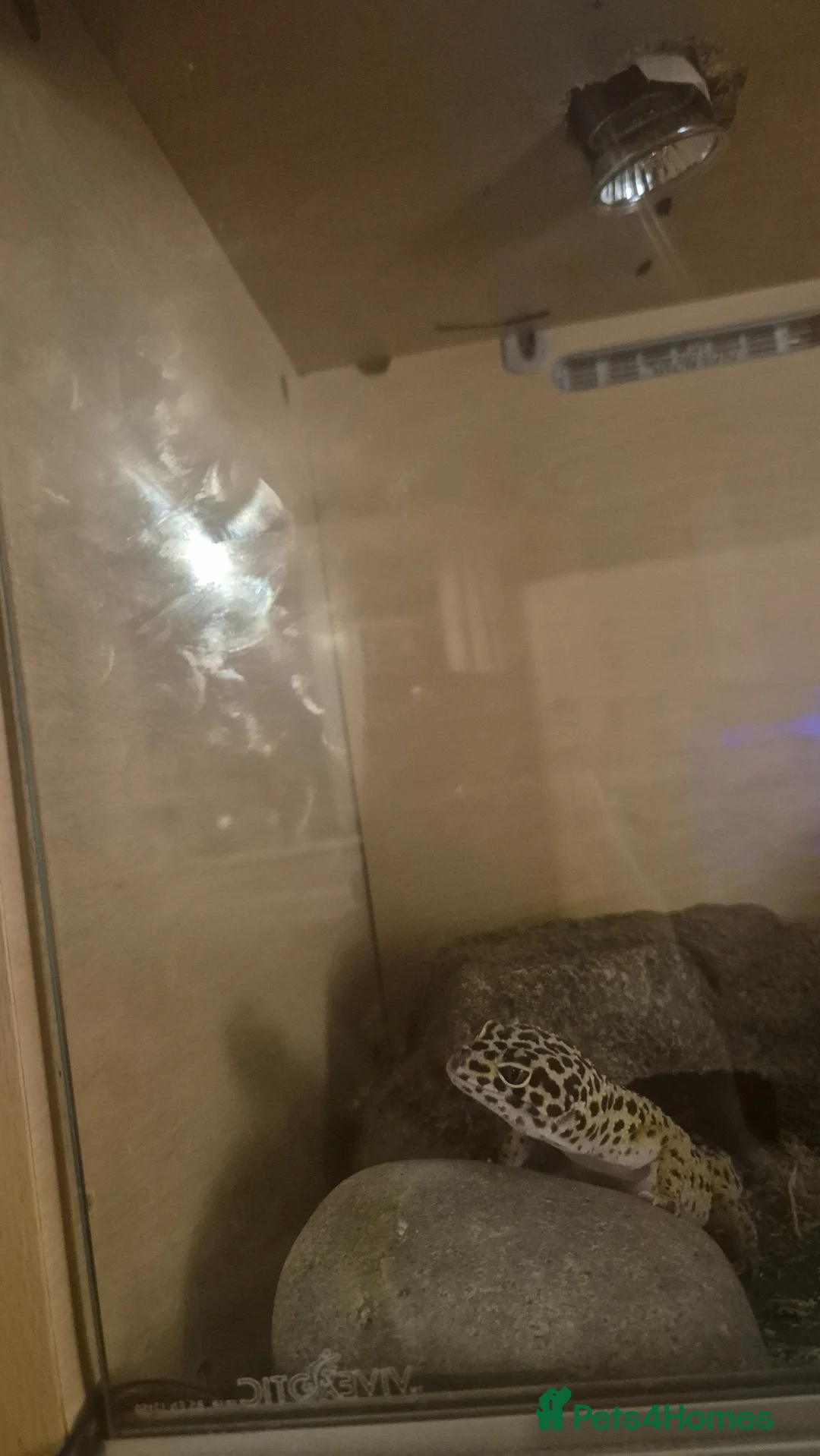 Leopard Gecko reptiles for sale: 2 year old  female leopard gecko with full setup  - Advert 11