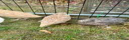 Quail poultry for sale: 6 Quails (very tame and friendly) - Advert 3