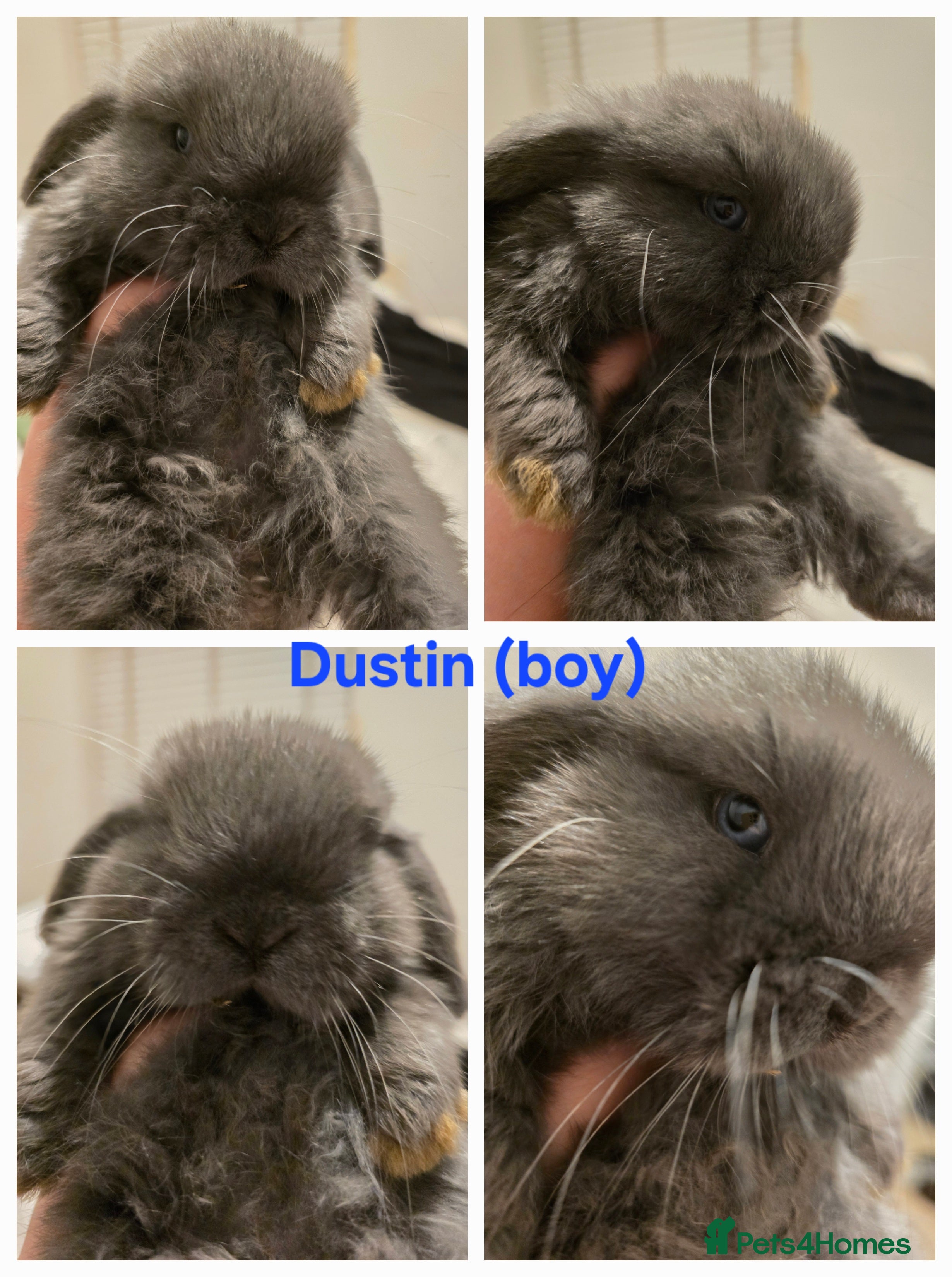 Mini Lop rabbits Beautiful mini lops x9 - Advert 2