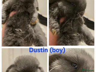 Mini Lop rabbits Beautiful mini lops x9 - Advert 3