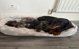 Dachshund dogs for sale: Miniature Dachshund puppies  - Image 17