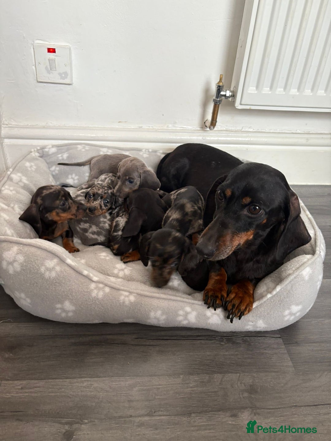 Dachshund dogs for sale: Miniature Dachshund puppies  - Image 17