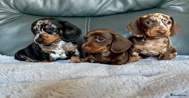 Miniature Dachshund dogs - Advert 4