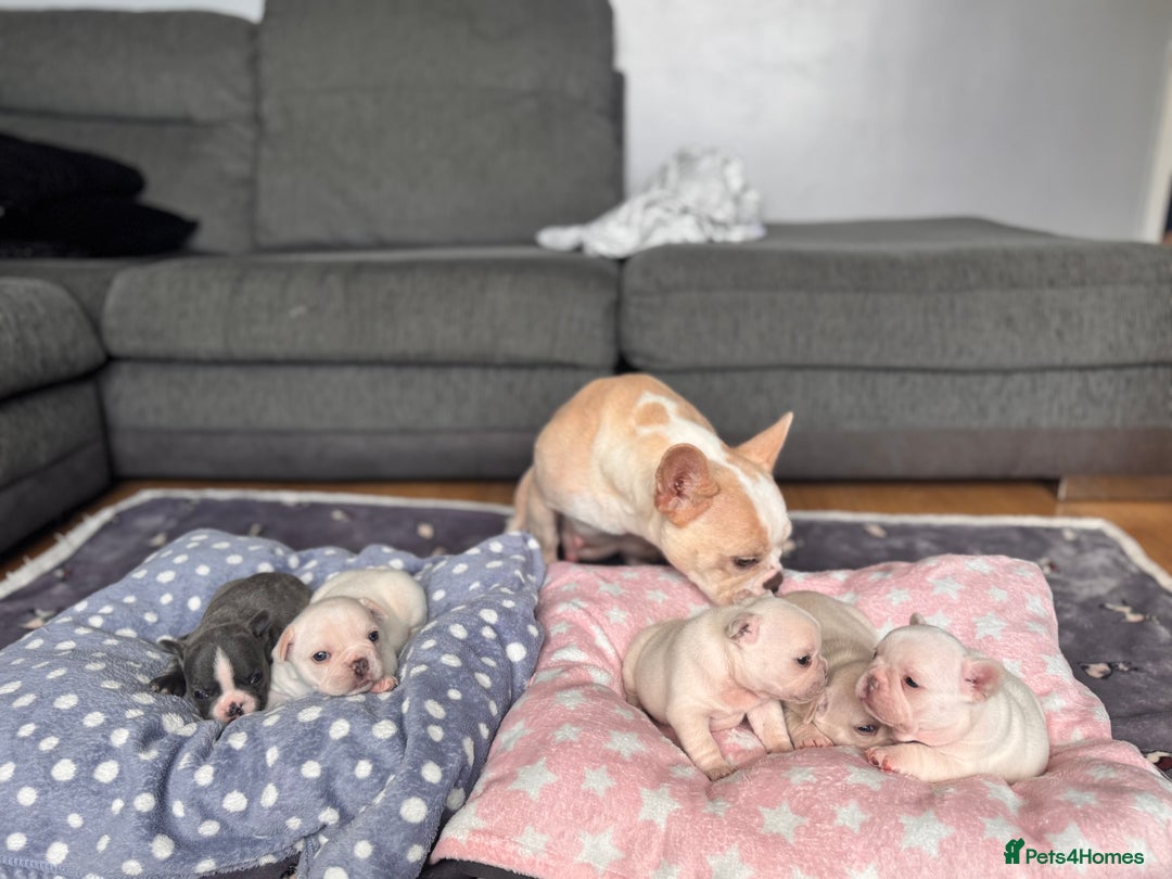 French Bulldog dogs for sale: KC FRENCH BULLDOG PUPPIES - READY NOW - Image 8