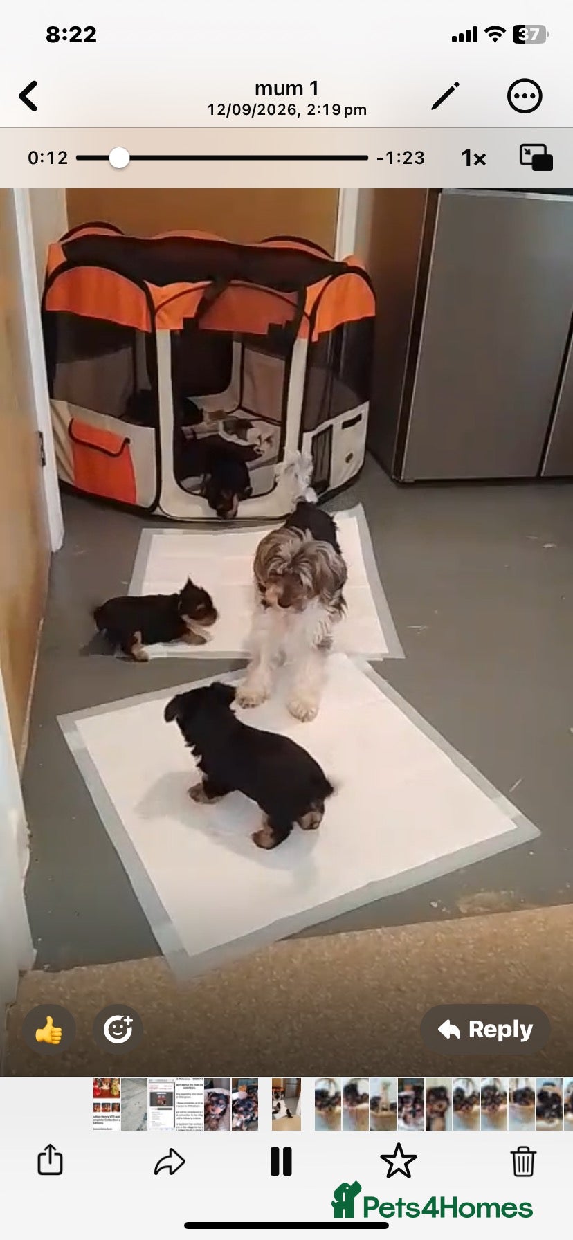Yorkshire Terrier dogs puppies available  - Advert 3