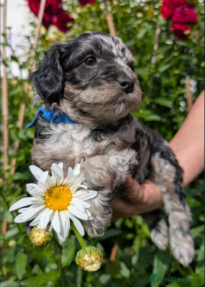 Bordoodle dogs Miniature Bordoodle Puppies - Advert 2