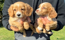Cocker Spaniel dogs for sale: WORKING COCKER SPANIELS - Image 1