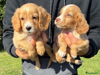 Cocker Spaniel dogs - Advert 1