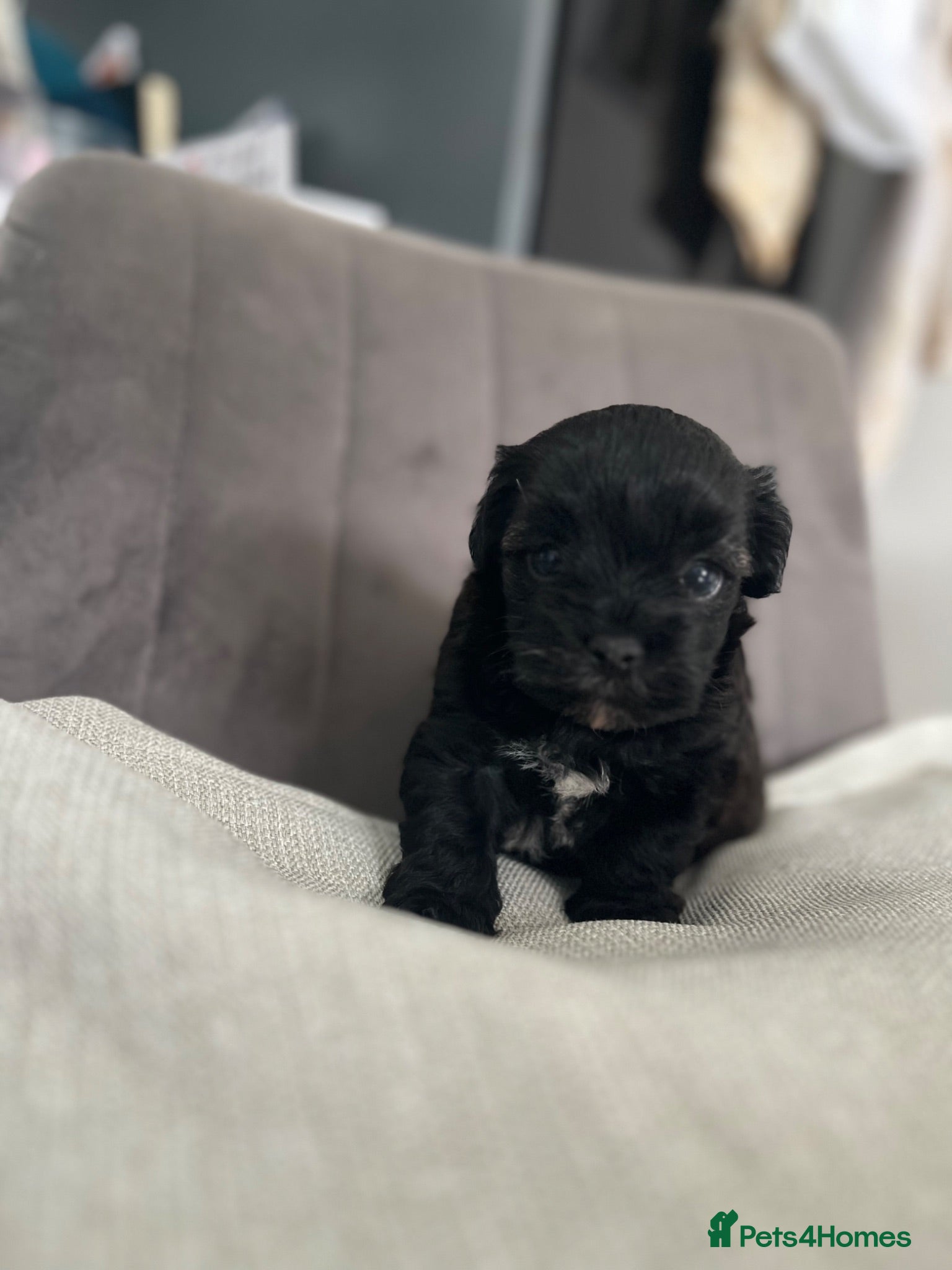 Shihpoo dogs Toy shihpoo puppies ❤️ - Advert 1