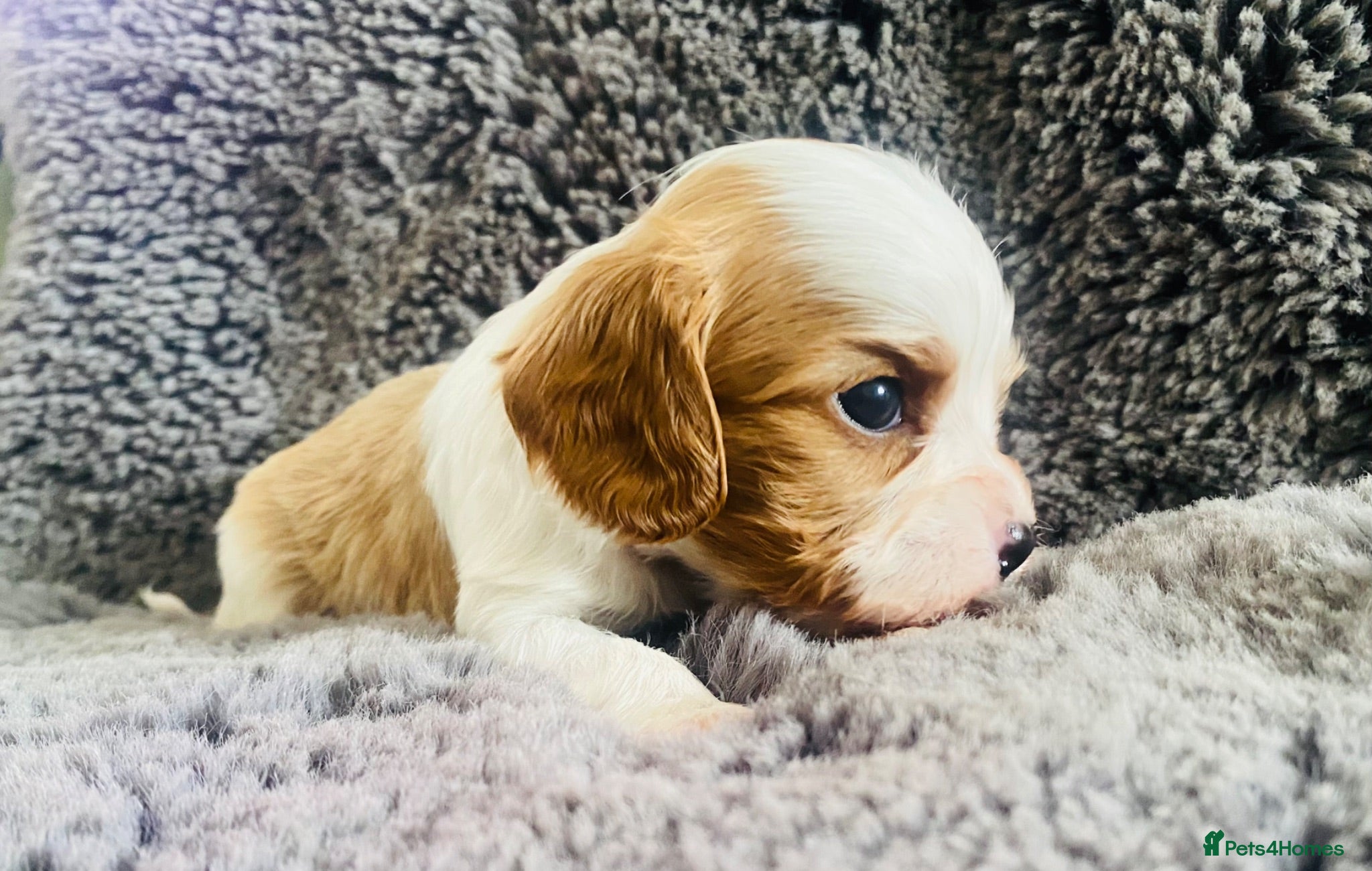 Cavalier King Charles Spaniel dogs KC Cavalier King Charles Puppies, All 4 Colours. - Advert 9