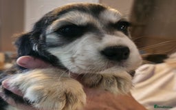 Cocker Spaniel dogs for sale: Cocker Spaniel puppies  - Image 19
