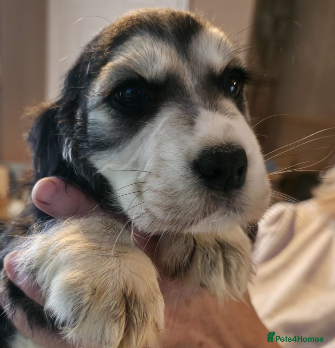 Cocker Spaniel dogs for sale: Cocker Spaniel puppies  - Image 19