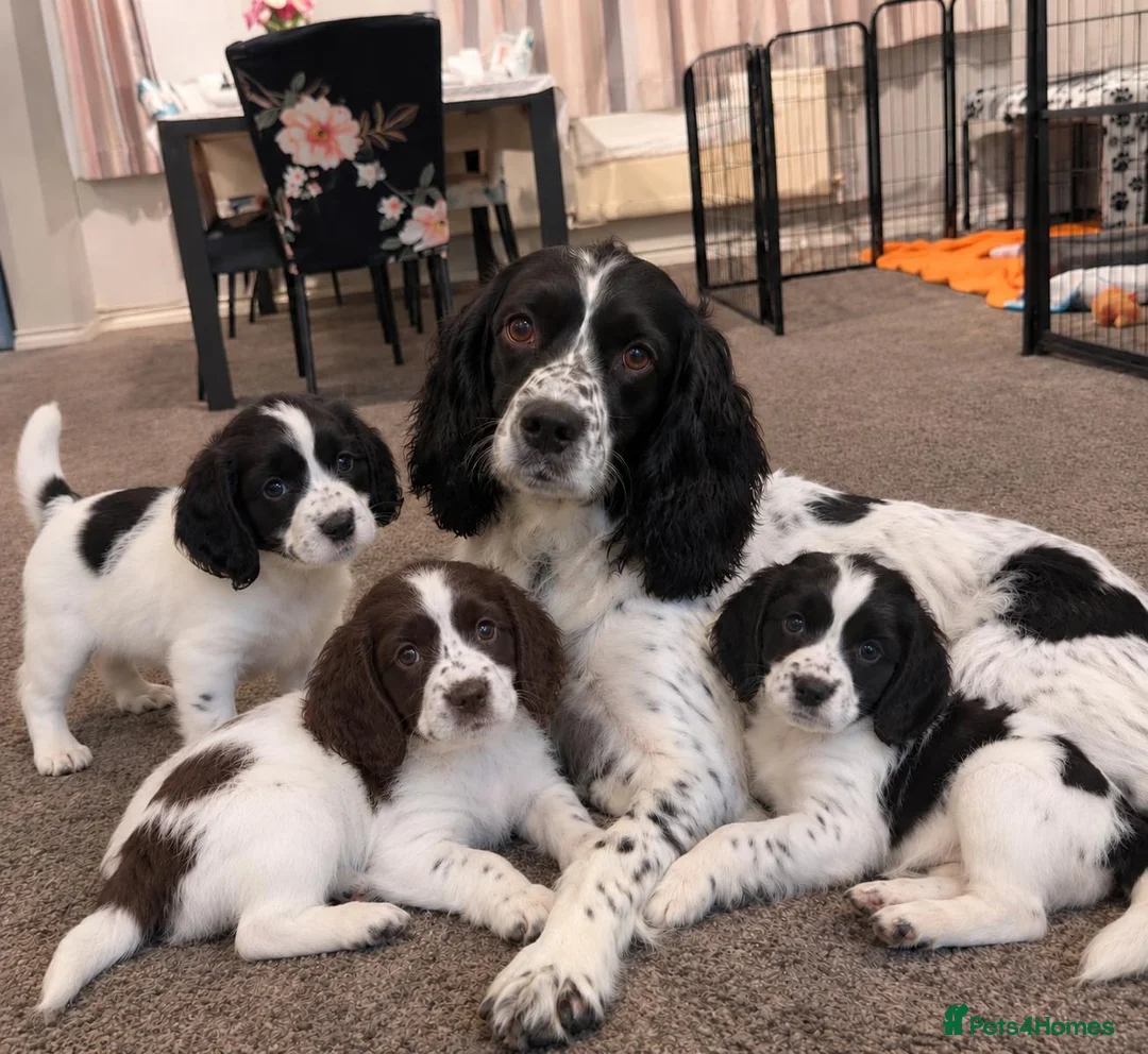 Sprocker dogs for sale: Sprocker Puppies in Airdrie - Advert 2