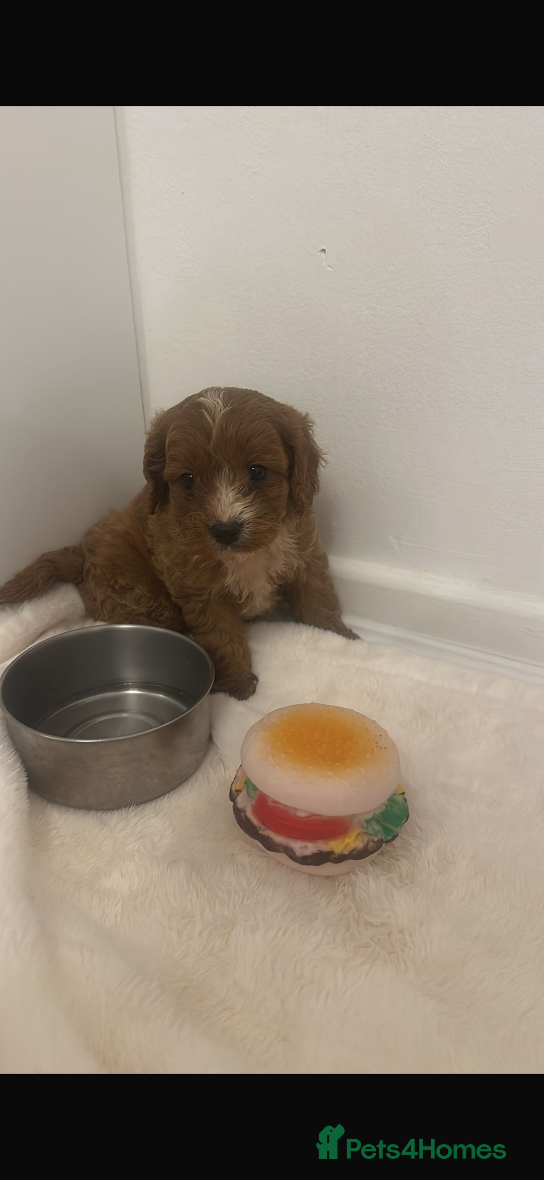 Cavapoo dogs for sale: CAVAPOO puppies for sale  - Advert 4