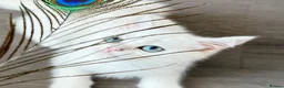 British Shorthair cats for sale: * British Shorthair boy TICA Registered Ready Now - Advert 12