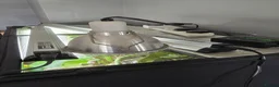 Frog reptiles for sale: 6 Red eyed tree frogs with paludarium set up  - Advert 3