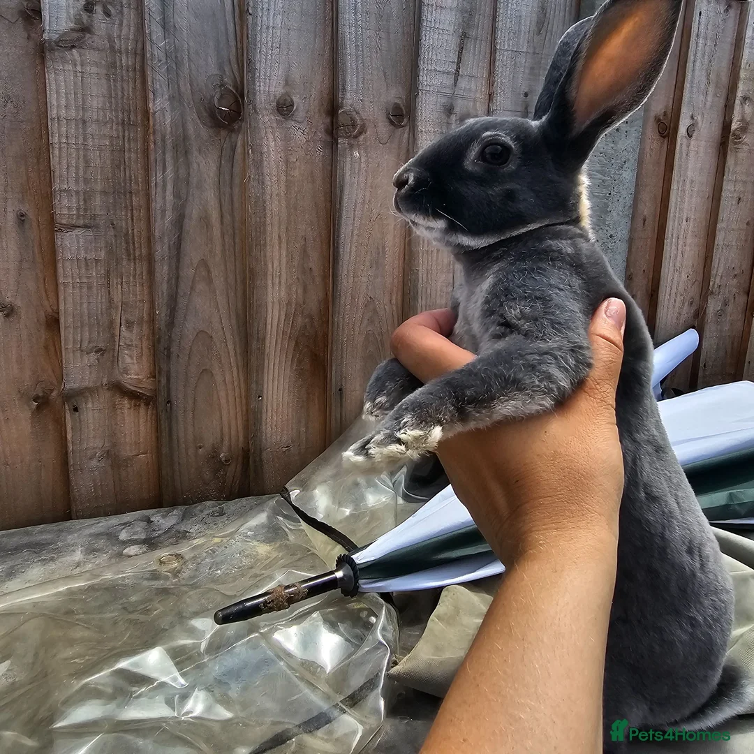 Rex rabbits for sale: Baby Rex Rabbits for sale - Advert 2