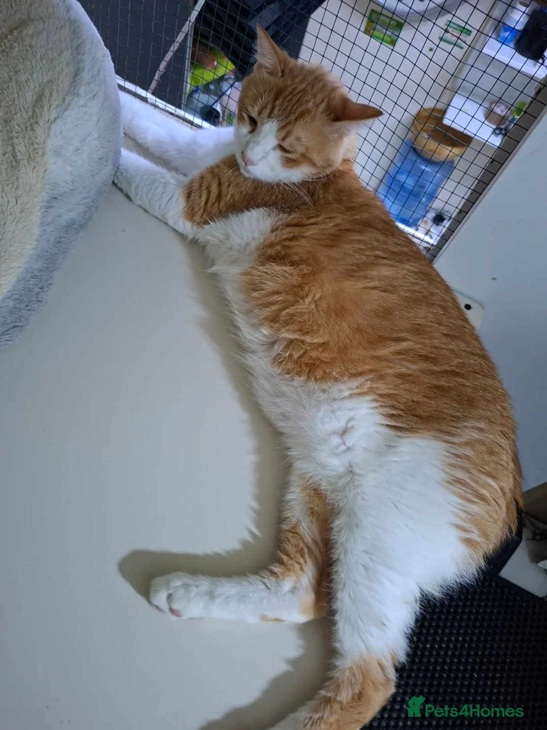 Arabian Mau cats for adoption: Ricardo  - Advert 2
