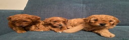 Cavapoo dogs for sale: F1B Toy Red Cavapoos for Sale - Advert 1