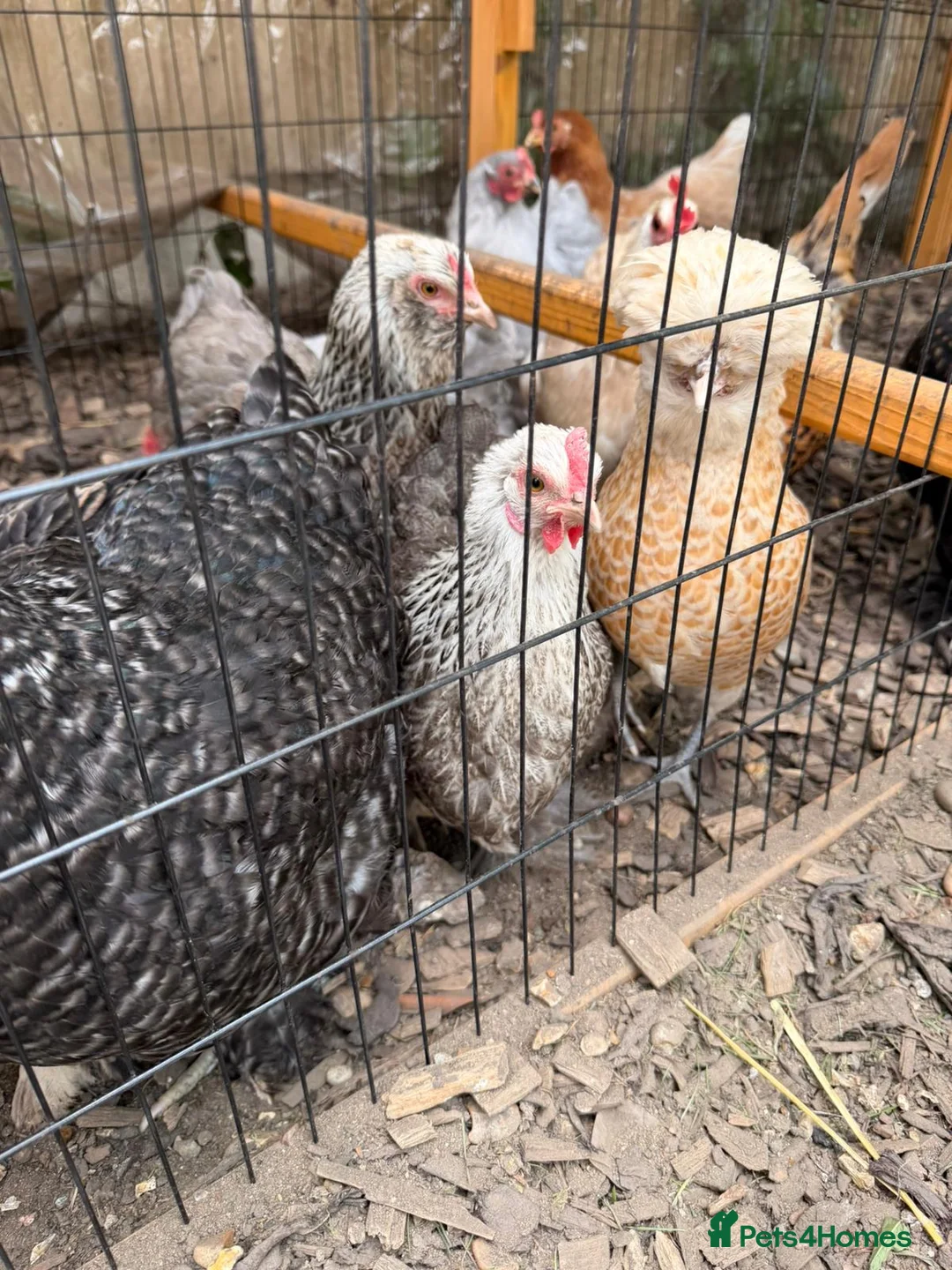 Chickens poultry for sale: Brahma gold patridge, black patridge, pekin bantam - Advert 2