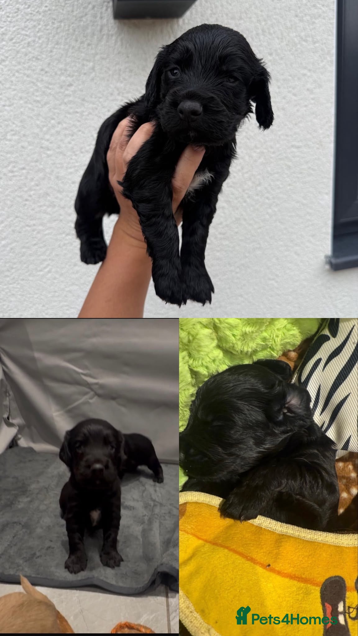 Cocker Spaniel dogs KC REG WORKING COCKER SPANIEL BOY  - Advert 2