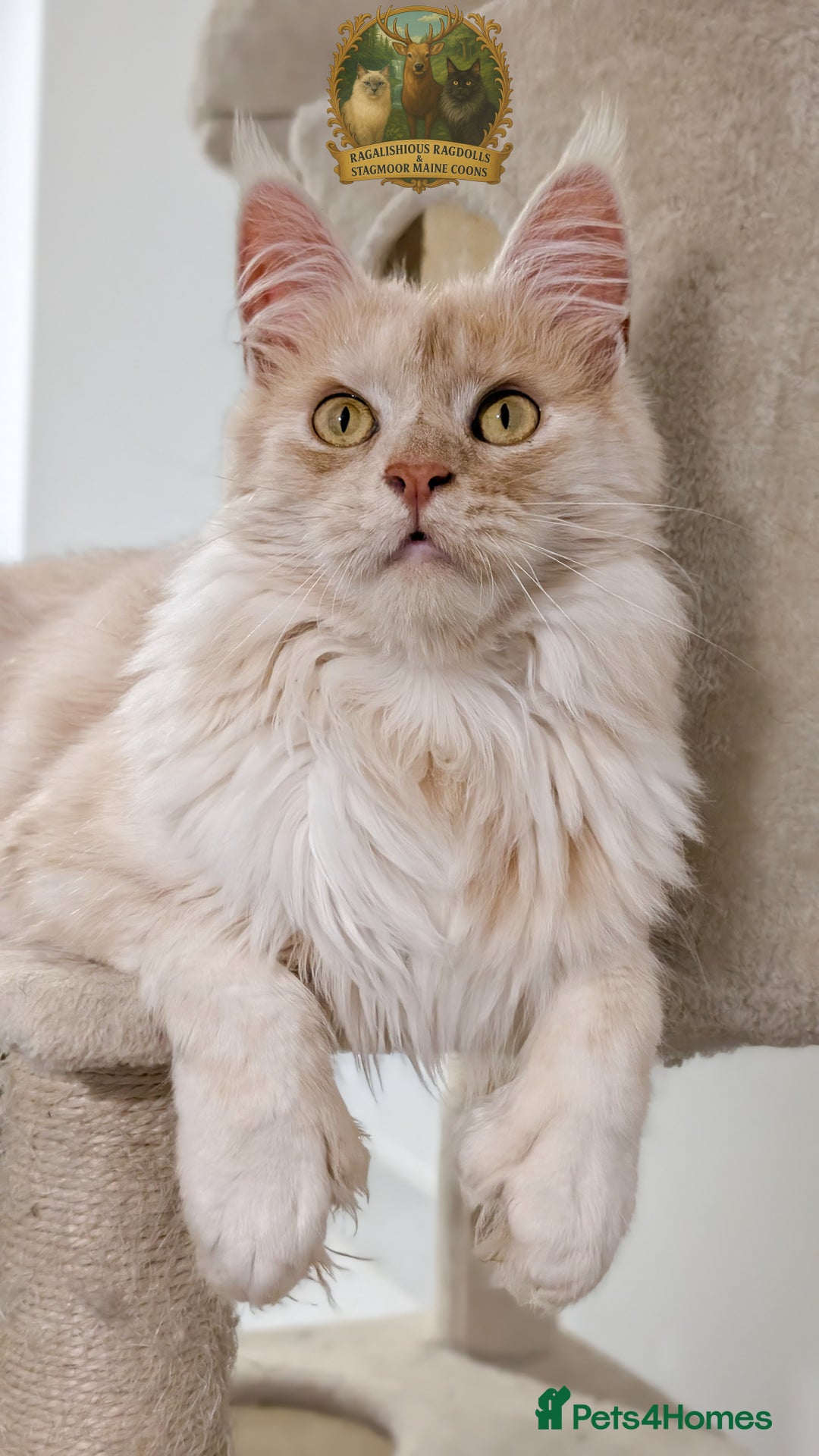 Maine Coon cats for stud: High Red Smoke 66/66 Polydactyl Champion Lines - Advert 10