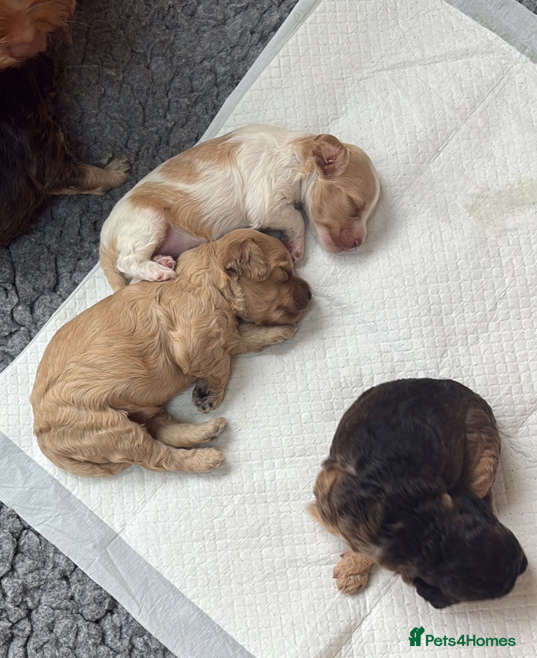 Cockapoo dogs for sale: Cockerpoo puppies for sale  - Advert 20