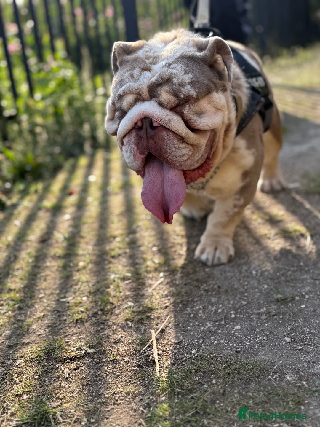 English Bulldog dogs for sale: Rehome Grizzly looking for forever home 🏡 - Image 10