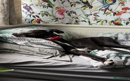 Whippet dogs for sale: 6 months old whippet - Image 3